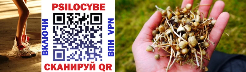 Купить Борзя Псилоцибиновые грибы Psilocybe
